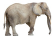 African Elephant cutout
