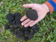 showing black truffles