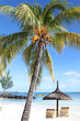 Seychelles Sun loungers for Two beside a swaying Palm