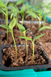 Pepper seedling in a box on a window sill Pepper seedling in a box on a window sill