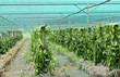 plantation de vanille sous serre ombrière