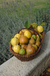 récolte de fruits d'automne
