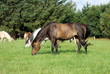 Pferdeweide