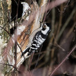 Dendrocopos minor, Lesser Spotted Woodpecker