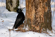 Dryocopus martius, Black Woodpecker Dryocopus martius, Black Woodpecker