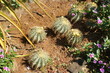 parterre de cactus boules dans le jardin exotica parterre de cactus boules dans le jardin exotica