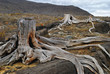 Old dead stumps