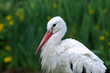 Storch