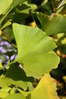 ginkgo-blatt