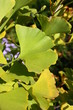 ginkgo-blatt