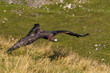 Golden Eagle flying low