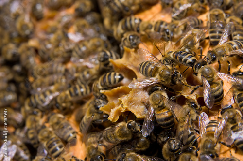 Photo: Honeycomb with bees Honeycomb with bees