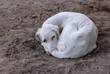 cane randagio cane randagio