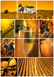 Vignoble Champenois montage