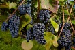 ripe Purple Grapes