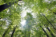 wald