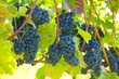 Ripe Purple Grapes