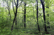 wald