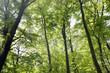 wald