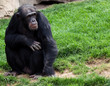 gorilla grass