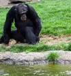 gorilla