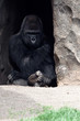 gorilla