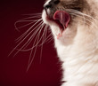 Hungry Ragdoll Licking her Lips