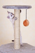 Curious kitten playing Curious kitten playing