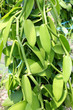 lianes de vanille lianes de vanille