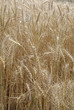 USA_WHEAT FIELDS