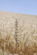 USA_WHEAT FIELDS