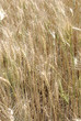 USA_WHEAT FIELDS