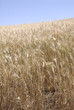 USA_WHEAT FIELDS