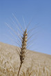 USA_WHEAT FIELDS