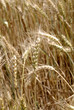 USA_WHEAT FIELDS