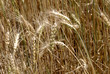 USA_WHEAT FIELDS