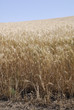 USA_WHEAT FIELDS