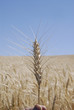 USA_WHEAT FIELDS