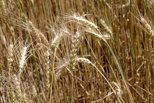 Photo: USA_WHEAT FIELDS USA_WHEAT FIELDS