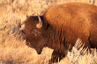Bison Bull Strides Across Grassland