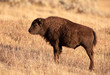 Yearling American Bison