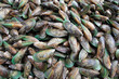 Green Lipped Mussels - Muscheln