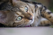 Relaxed Cat