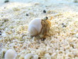 Cangrejo de mar en caracola