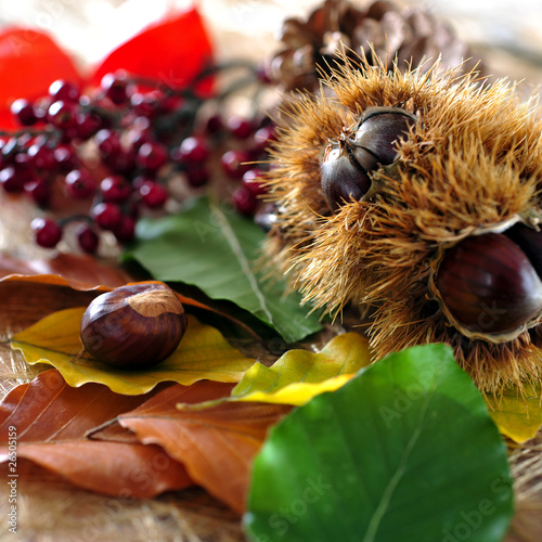 Photo: herbstlaub und waldfrüchte herbstlaub und waldfrüchte