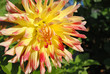 Flammende Dahlie
