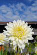 Dahlie vor blauem Himmel