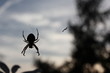 kleine Kreuzspinne im Gegenlicht