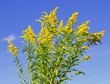Goldenrod plant