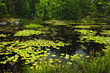 Lily pads on lake